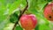 Apple tree with red apples close up on a branch