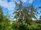 Apple tree with red and yellow apples and blue sky on background