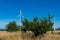 Apple tree with ripe apples grows in a field against the backdrop of windmills