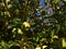 Apple tree with ripe green fruits hanging in the crown in the afternoon sun in autumn in Bad Teinach-Zavelstein, Black Forest.