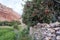 Apple tree with ripening fruit of a stone wall against a background of red rock of Chusang.