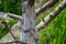 Apple tree`s trunk in the garden after the winter - springtime washed tree with white paint to protect against rodents. Gardening