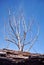 Apple tree shabby stump close up detail, young tree without leaves growing behind, blue sky background