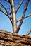 Apple tree shabby stump close up macro detail, young blurry tree without leaves growing behind, blue sky background