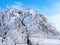 The apple tree in the snow. Snowy garden.