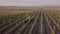 Apple tree spraying with a tractor. A red tractor sprays an apple orchard. Fertilizing an apple orchard. Apple orchard