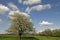 Apple tree in spring, Lower Saxony, Germany