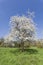 Apple tree in spring, Lower Saxony, Germany