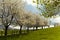 Apple tree in spring, Lower Saxony, Germany