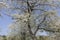 Apple tree in spring, North Rhine-Westphalia, Germany