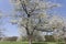Apple tree in spring, North Rhine-Westphalia, Germany