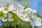 The apple tree in springtime in bloom