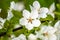 The apple tree in springtime in bloom