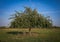 an apple tree standing in a grassy field in the middle of the afternoon