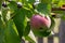 An apple tree strewn with ripe red juicy delicious apples.