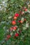 An apple tree strewn with ripe red juicy delicious apples.