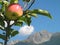 Apple on the Tree with Striking Italian Mountains