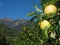 Apple on the Tree with Striking Italian Mountains