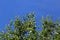 Apple tree top with blue sky