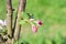 Apple-tree trunk with blossoming buds