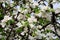Apple Tree with White Blossoms in Spring