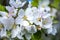 Apple tree white flowers, close up view