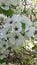 Apple trees in blossom in spring bright white