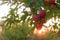 Apple on trees in fruit garden on sunset