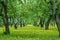 Apple trees in the garden and a carpet of blooming yellow dandelions