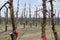 Apple trees in the garden, pruning apple trees