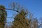 Apple trees grown in flat vertical palm trees on arched metal structure, rod. arcade made of apple trees in the shape of a tunnel