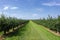 Apple trees loaded with apples in an orchard