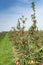 Apple trees loaded with apples in an orchard