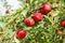 Apple trees loaded with apples in an orchard