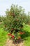 Apple trees loaded with apples in an orchard