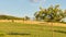 Apple trees in a meadow in front of a field on which straw bales. Harvest time