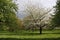 Apple trees orchard blossoming