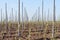 Apple trees orchard rows
