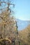 apple trees in an orchard woth farmers pruning trees in background