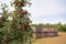 Apple trees on a plantation - fruit growing and harvesting