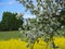 Apple trees with rapse field background