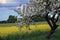 Apple trees with rapse field background