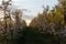 apple trees in the spring in the orchard, young apple trees on a plantation in the countryside