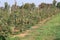 Apple Trees with Stakes