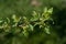 Apple twig with new leaves, buds and buttons