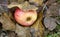 Apple under leafs.