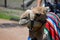 APPLE VALLEY, MINNESOTA- June 2017: Camel rides at the Minnesota Zoo in Apple Valley, MN.