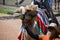 APPLE VALLEY, MINNESOTA- June 2017: Camel rides at the Minnesota Zoo in Apple Valley, MN.