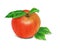 Apple watercolor food illustration.