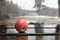 Apple on wet boards against the background of a fores